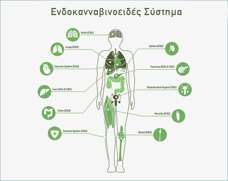 CBD & ECS